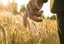 Enpaia. Piazza “Cassa in crescita ma serve una fiscalità di vantaggio”