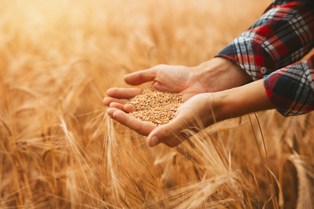hands-agronomist-pours-handful-wheat-grain-wheat-field_117255-1481