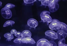 Al via la Conferenza Onu sulla biodiversità