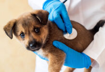 Enpav. Assemblea Nazionale. Gestione previdenziale in crescita