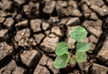 Agricoltura? Strumento nella lotta al cambiamento climatico